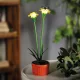 Szolár színes virág - 8 x 8 x 32 cm - 10 melegfehér LED - sárga
