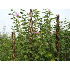 Rúd Garden Willow 190 cm, vessző, támasz a növényekhez